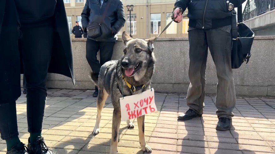 Митинг против умерщвления бездомных животных прошёл в Иркутске