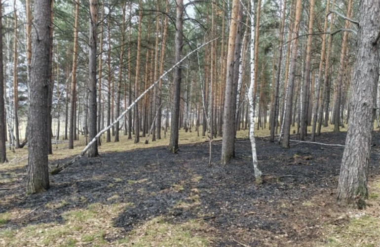 Лес выгорел из-за непотушенной сигареты в Черемховском районе