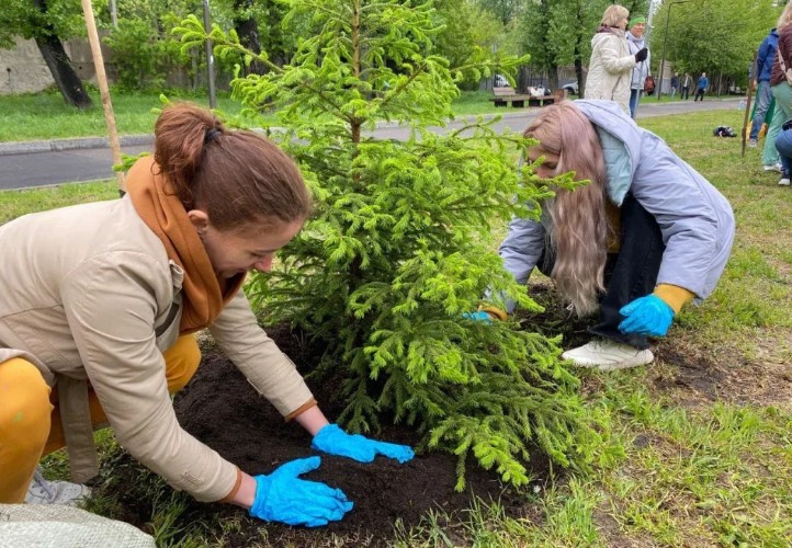Больше 270 деревьев и кустарников высадили в Иркутске
