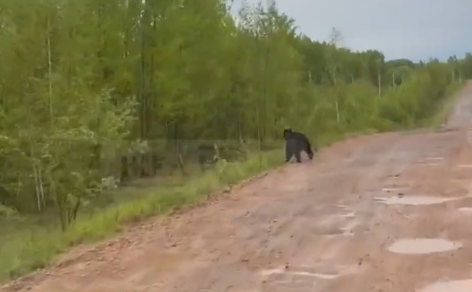 Двоих медвежат заметили на трассе в Нижнеилимском районе