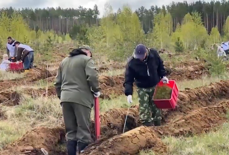 План по лесовосстановлению в Приангарье перевыполнили почти в 4 раза