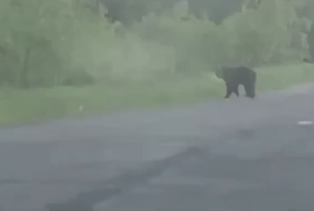 Медведя вновь заметили на дороге в Нижнеилимском районе