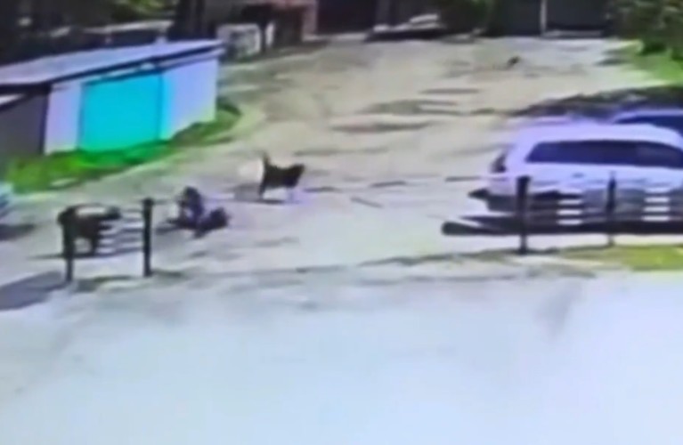 В Черемхове полицейский отогнал стаю бродячих собак от ребёнка