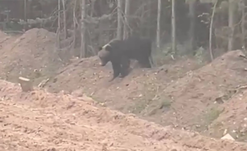 Медведь гулял вдоль дороги в Новой Игирме