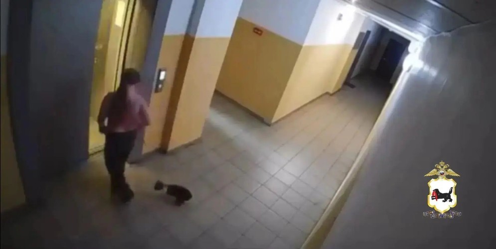 В Тулуне девушка избила кошку в лифте