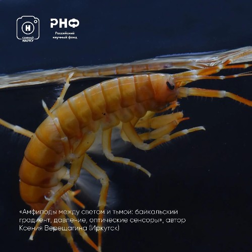 Байкальские рачки принесли учёной из Иркутска победу на всероссийском фотоконкурсе