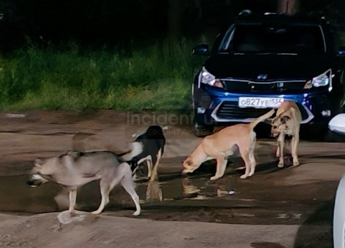 В Усть-Илимске собаки напали на ребёнка во дворе жилого микрорайона