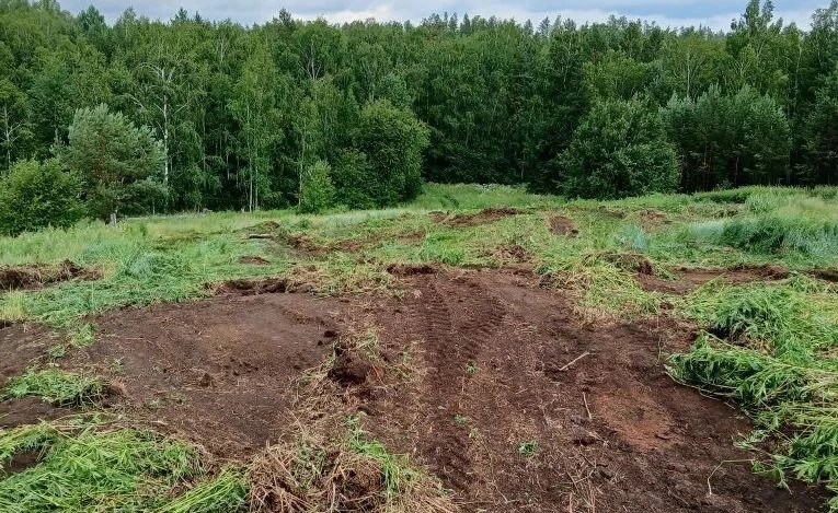 Очаги дикорастущей конопли ликвидировали в Куйтунском районе