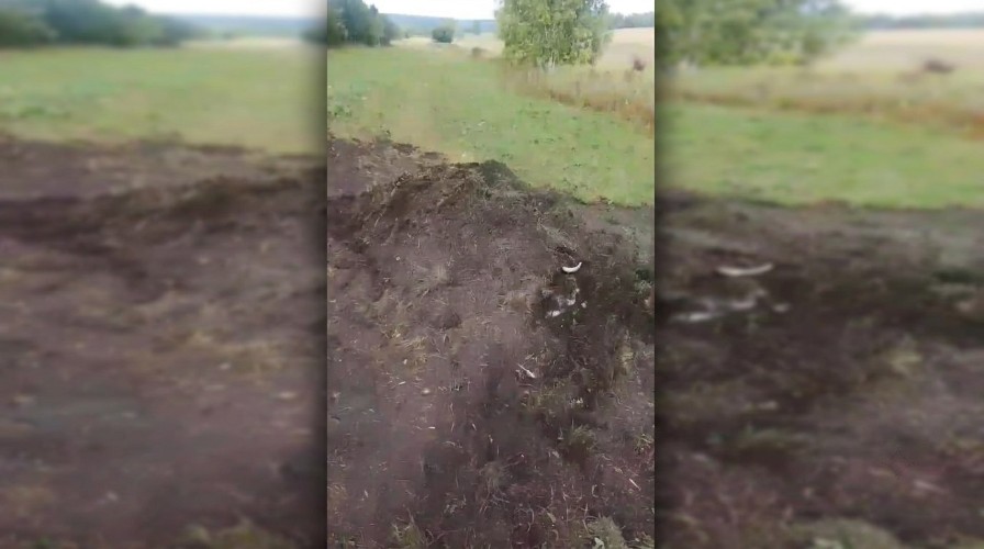 Медведь задрал корову в деревне Большебояновская в Нукутском районе