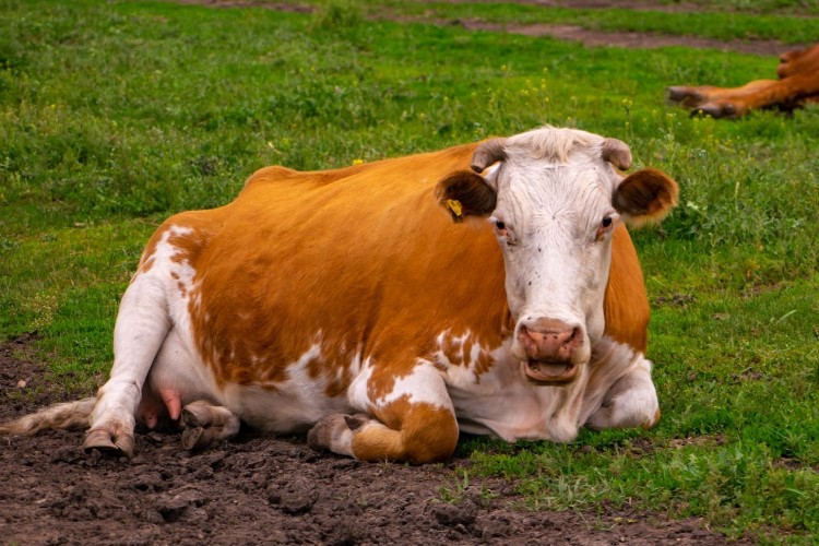 Жители деревни Бутырки требуют анализы перед усыплением заражённого скота