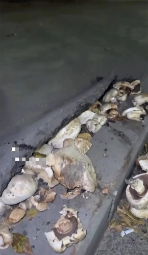 "Суровые" грибы в Иркутске проросли из под асфальта и приподняли дорожное полотно