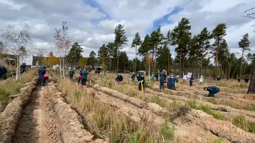 Под Иркутском на месте сгоревшего леса высадили более 8 тыс. сосен