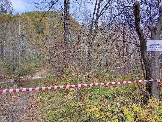 Школам Приангарья рекомендуют отменить Дни здоровья на природе из-за медведей