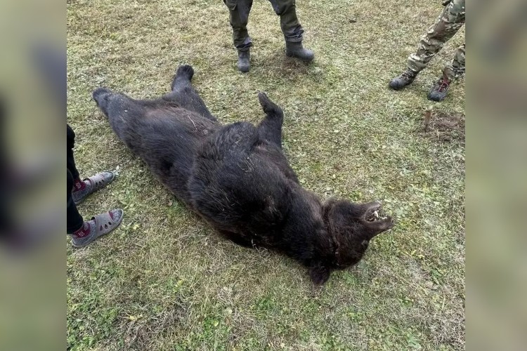 Житель Качугского района отбился от медведя ножом и попал в больницу с тяжёлыми травмами