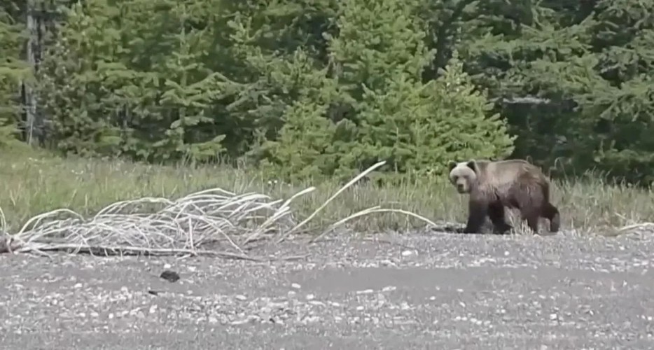 Шесть медведей убили в Приангарье за сутки