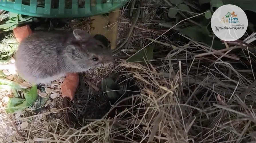 Ольхонские полёвки обжились в Новосибирске