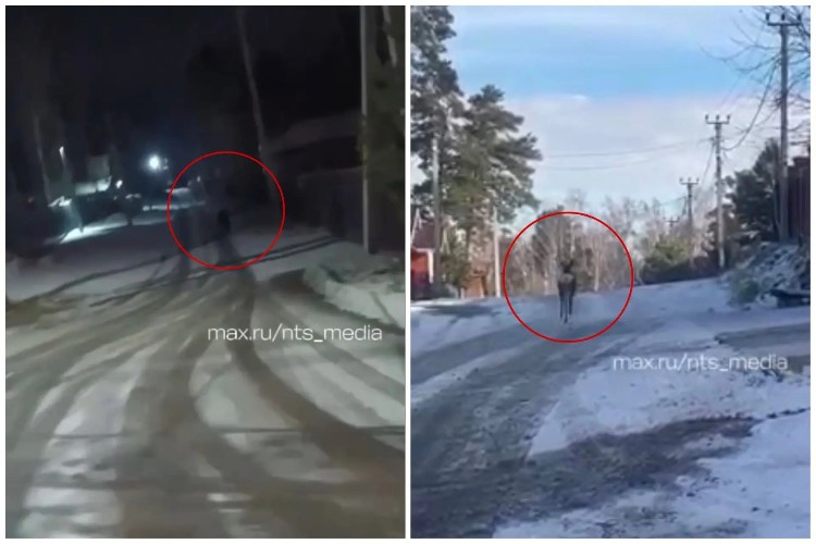 Медведя и косулю заметили на улицах села Мамоны под Иркутском