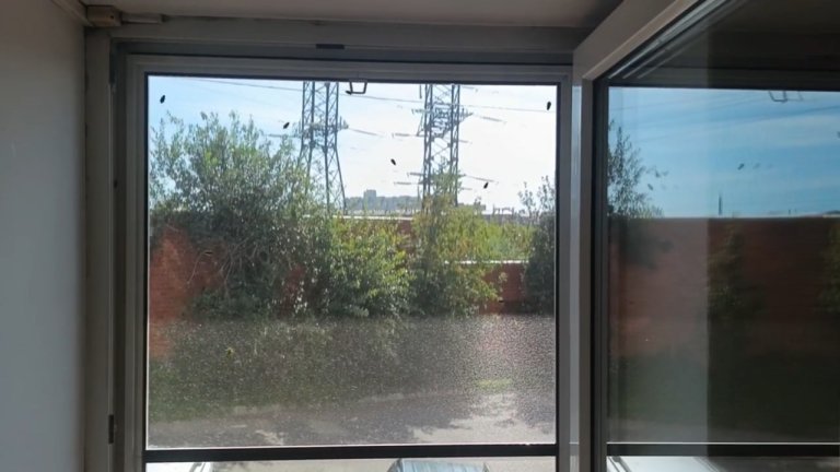 В Иркутске нашествие лесных клопов