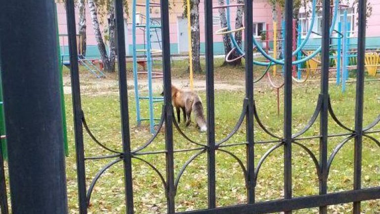 Лису на территории детского сада заметили в Саянске