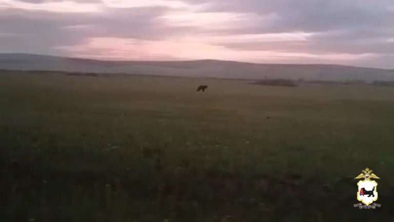 Медведи вышли к населённым пунктам в Качугском районе