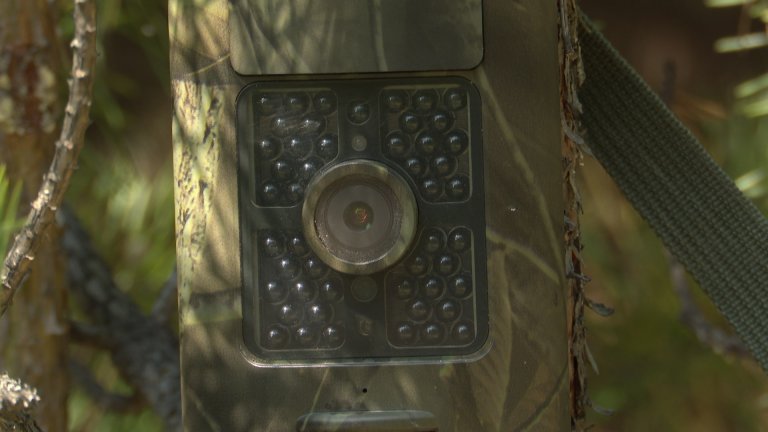 Фотоловушки помогают выявлять "чёрных лесорубов" в Иркутской области