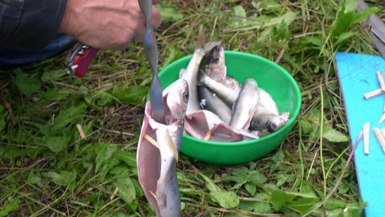 32 кг рыбной продукции снято с реализации в Иркутской области с начала года