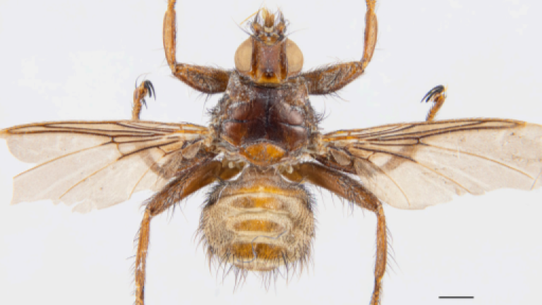 Ранее неизвестная разновидность мухи-вампира обнаружена в Иркутске