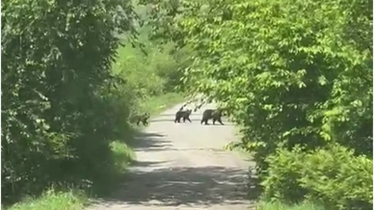Медведи замечены в черте города Бодайбо