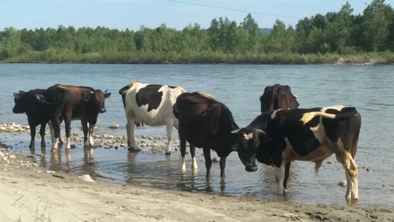 Фермерские хозяйства Приангарья не восстановились после эпидемии узелкового дерматита