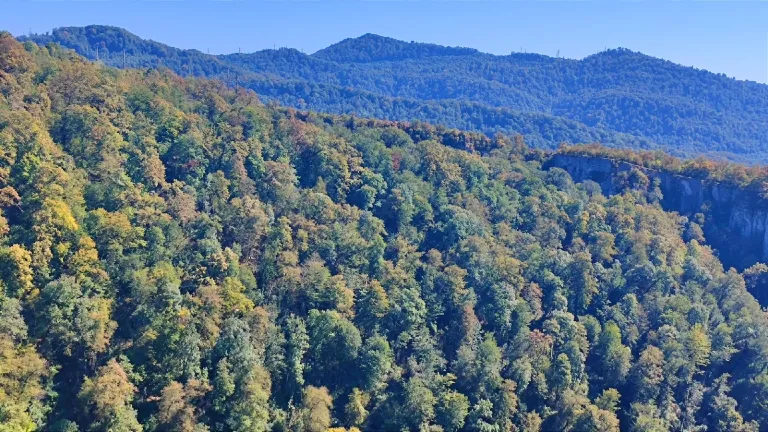 Версию о нападении медведя на 48-летнюю жительницу Киренска проверяют полицейские