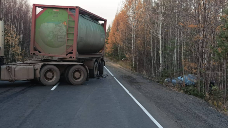 Мёртвый медведь спровоцировал две аварии на трассе Братск - Усть-Илимск