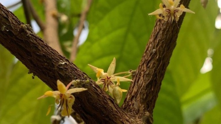 Шоколадное дерево расцвело в иркутском ботаническом саду