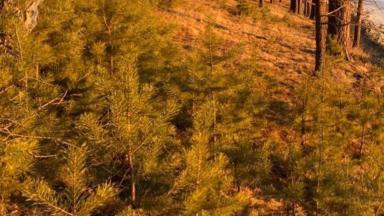 Работы по лесовосстановлению проходят в Иркутском районе