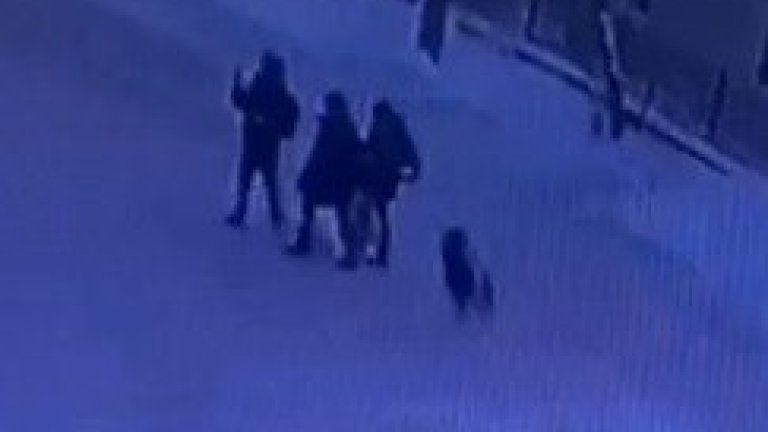Александр Бастрыкин взял на контроль дело о нападении собаки на детей в Иркутске