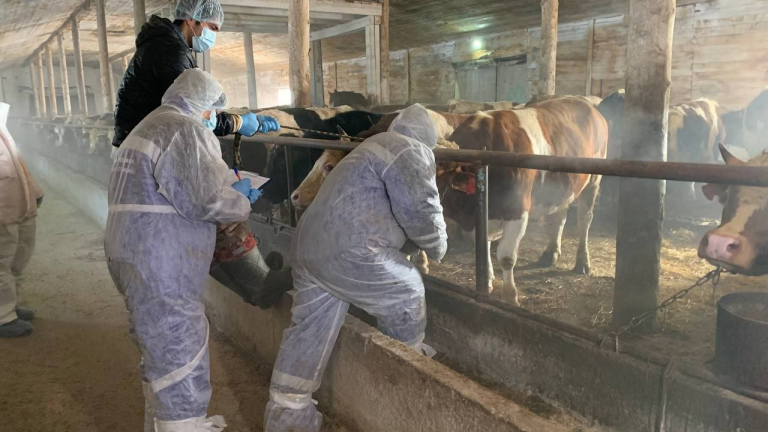 В Иркутской области вакцинировали более 235 тысяч коров