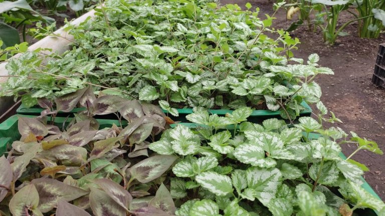 30 видов цветов и 1600 розовых кустов высадят на клумбы Иркутска