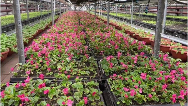 420 тысяч цветов украсят 72 городские клумбы в Иркутске