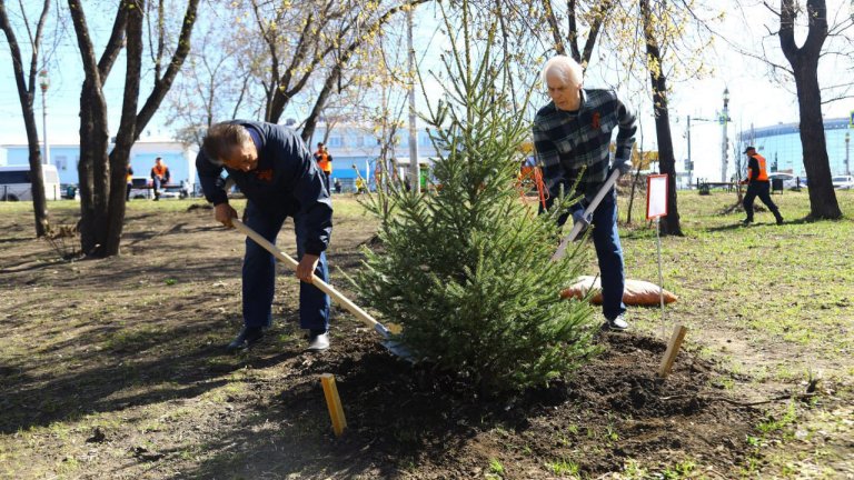 Возле иркутского аэропорта высадили «Лес Победы»