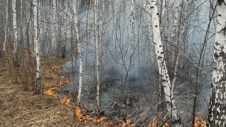 Более 300 гектаров леса горит в Иркутской области