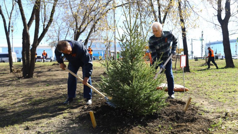 Около 7 тысяч деревьев и кустарников высадят в этом году в Иркутске