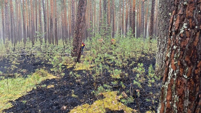 10 лесных пожаров потушили в Иркутской области за сутки