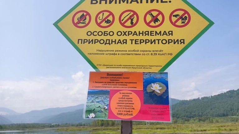 Штраф в 3000 рублей введён за повреждение краснокнижных кувшинок на озере в Слюдянке