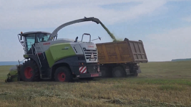 Из-за дождей в Приангарье затягиваются фазы роста кормовых культур