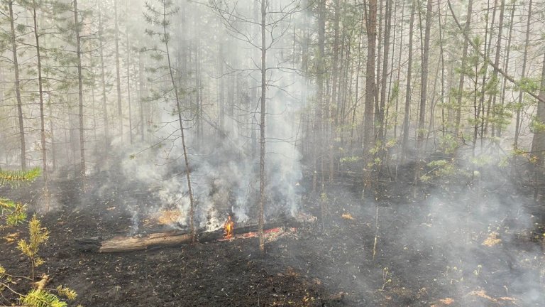 Четыре пожара потушили за сутки в лесах Иркутской области