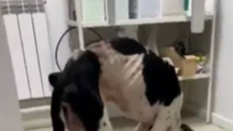 Житель Ангарска морил голодом трёх собак и двух кошек