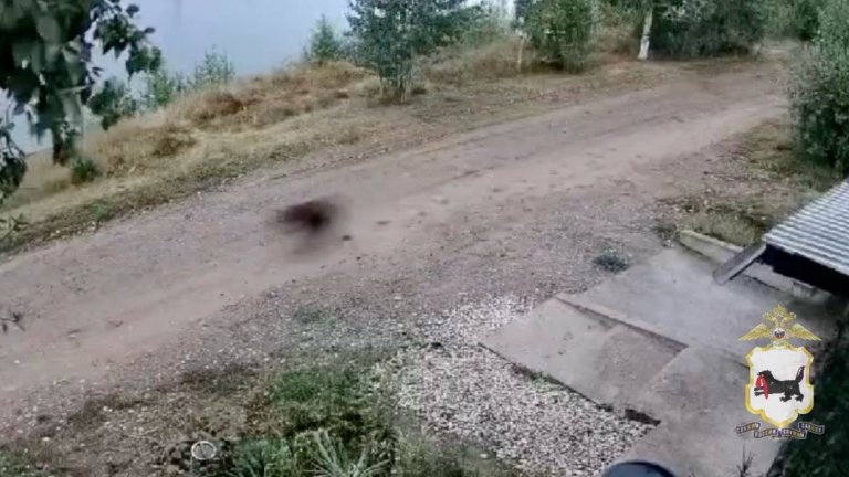 Медведя заметили у центральной набережной Киренска
