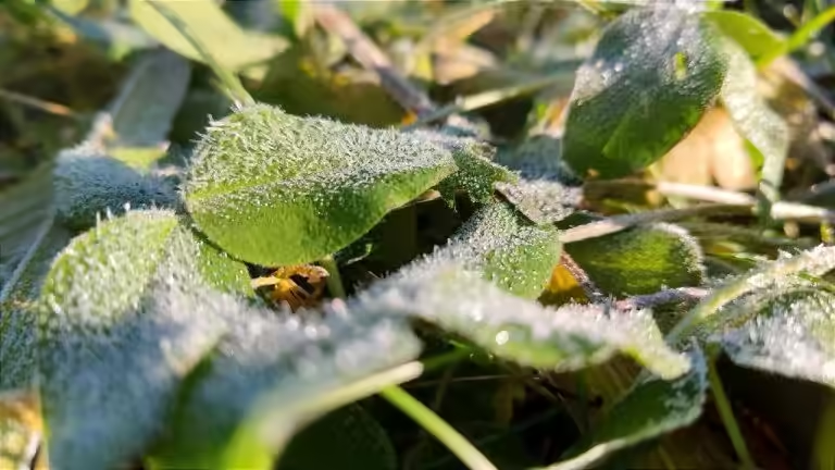 Заморозки и мокрый снег ожидаются в выходные в Приангарье
