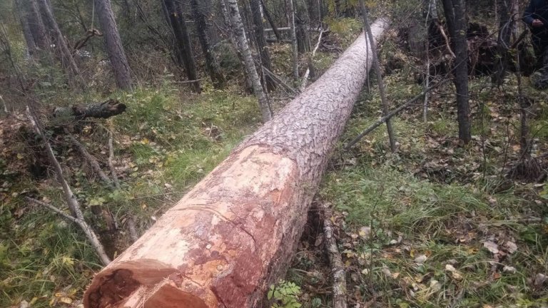 В Братском районе пойман «чёрный лесоруб»