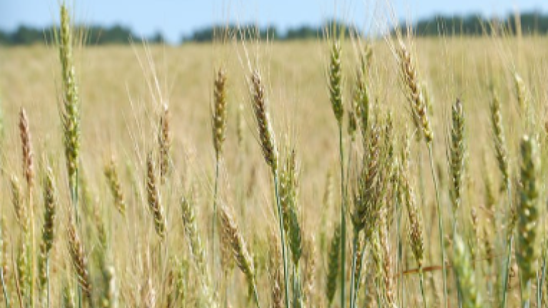 Рапс, сою и пшеницу хорошего качества вырастили в Иркутской области