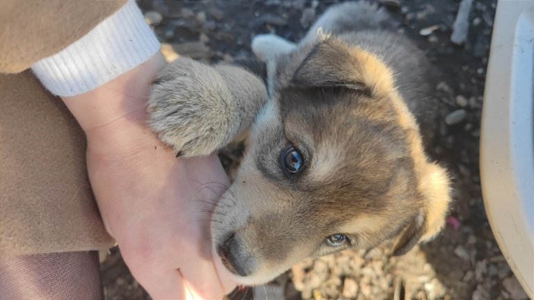 Площадку для выгула собак в иркутском микрорайоне Солнечный обработают от парагриппа